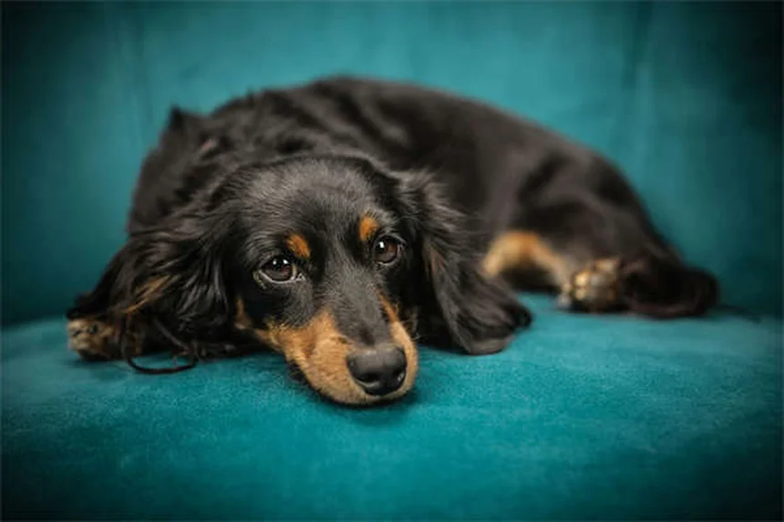 고양이 원한 품을까? 전문가가 알려주는 진실 5가지