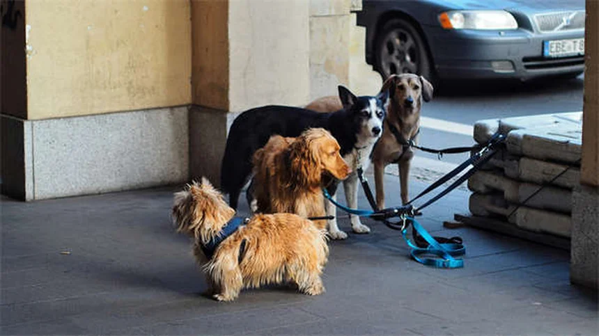 고양이 원한 품을까? 전문가가 알려주는 진실 5가지