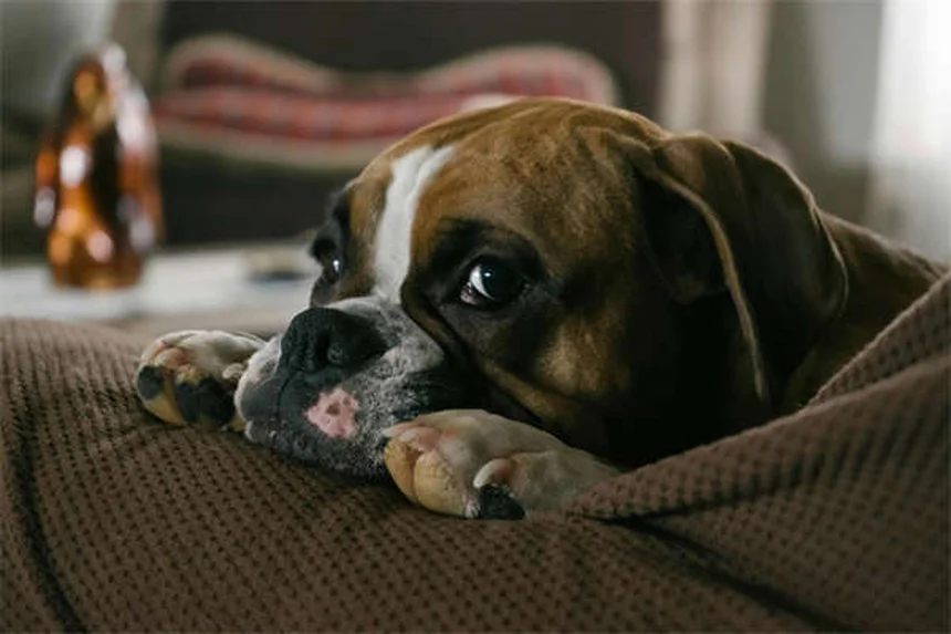 고양이 원한 품을까? 전문가가 알려주는 진실 5가지
