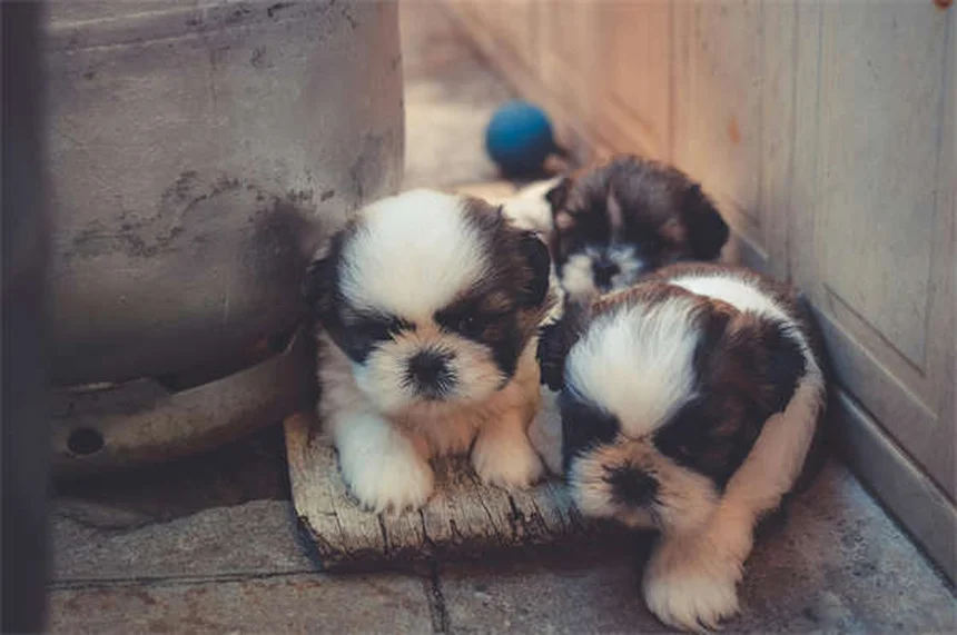고양이 약 먹이기 꿀팁 5가지: 처음부터 쉽게 하는 방법