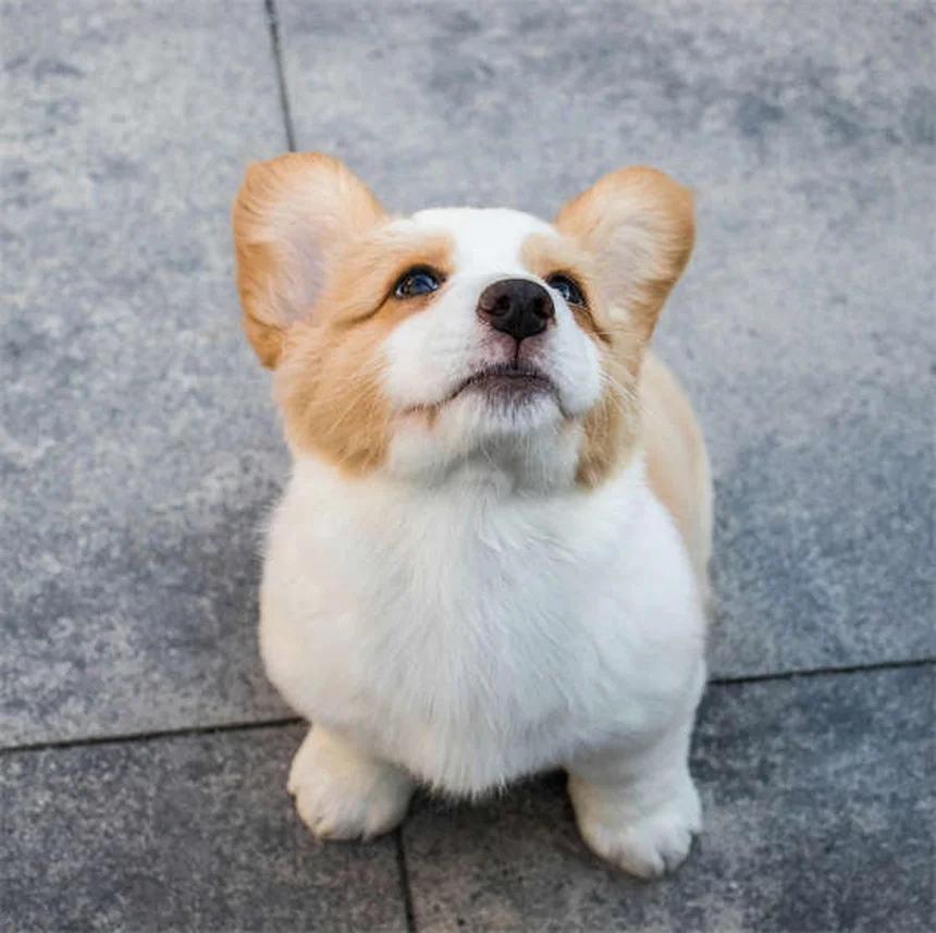 고양이 약 먹이기 꿀팁 5가지: 처음부터 쉽게 하는 방법
