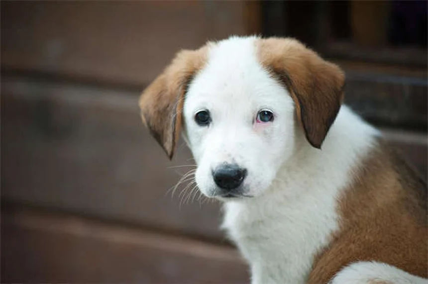고양이 변비 해결법: 집에서 쉽게 도와주는 7가지 방법