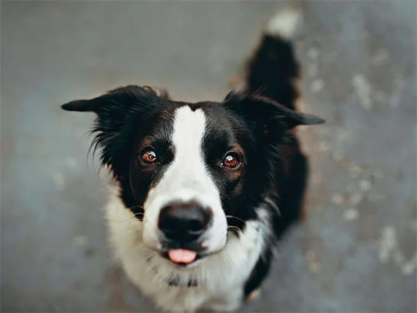 고양이 빵 굽기 자세의 비밀, 알고 계셨나요?