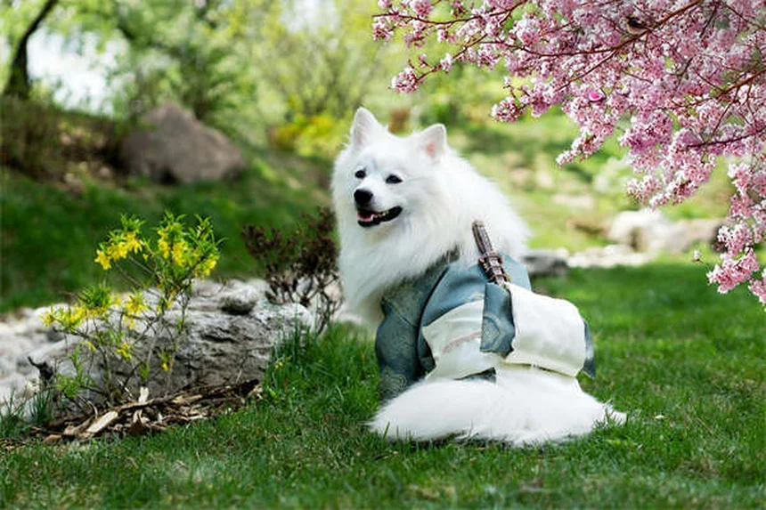 강아지 공황 발작 증상과 대처법, 이렇게 확인하세요!