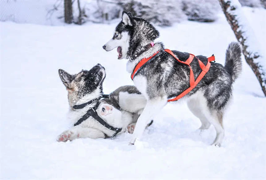 강아지 엉덩이 비비는 이유 5가지와 효과적인 해결법
