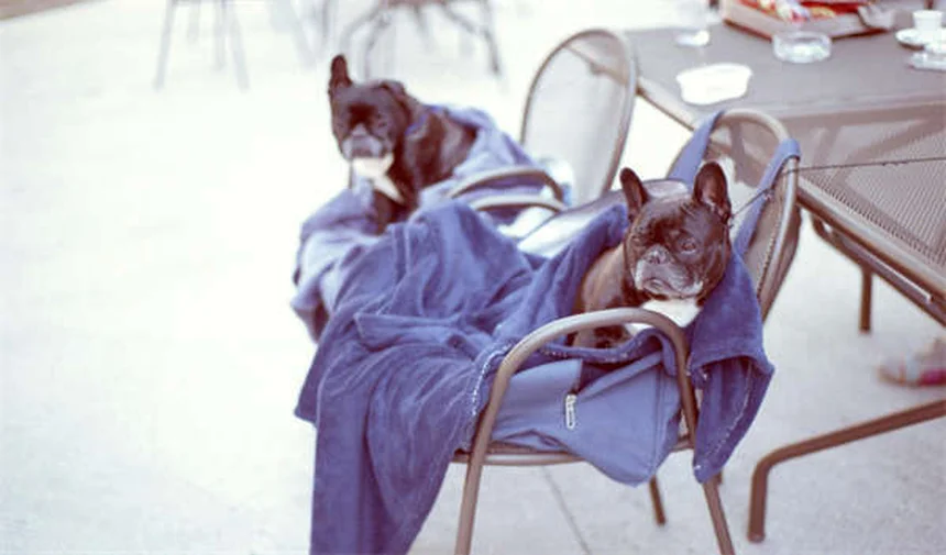 강아지 엉덩이 비비는 이유 5가지와 효과적인 해결법